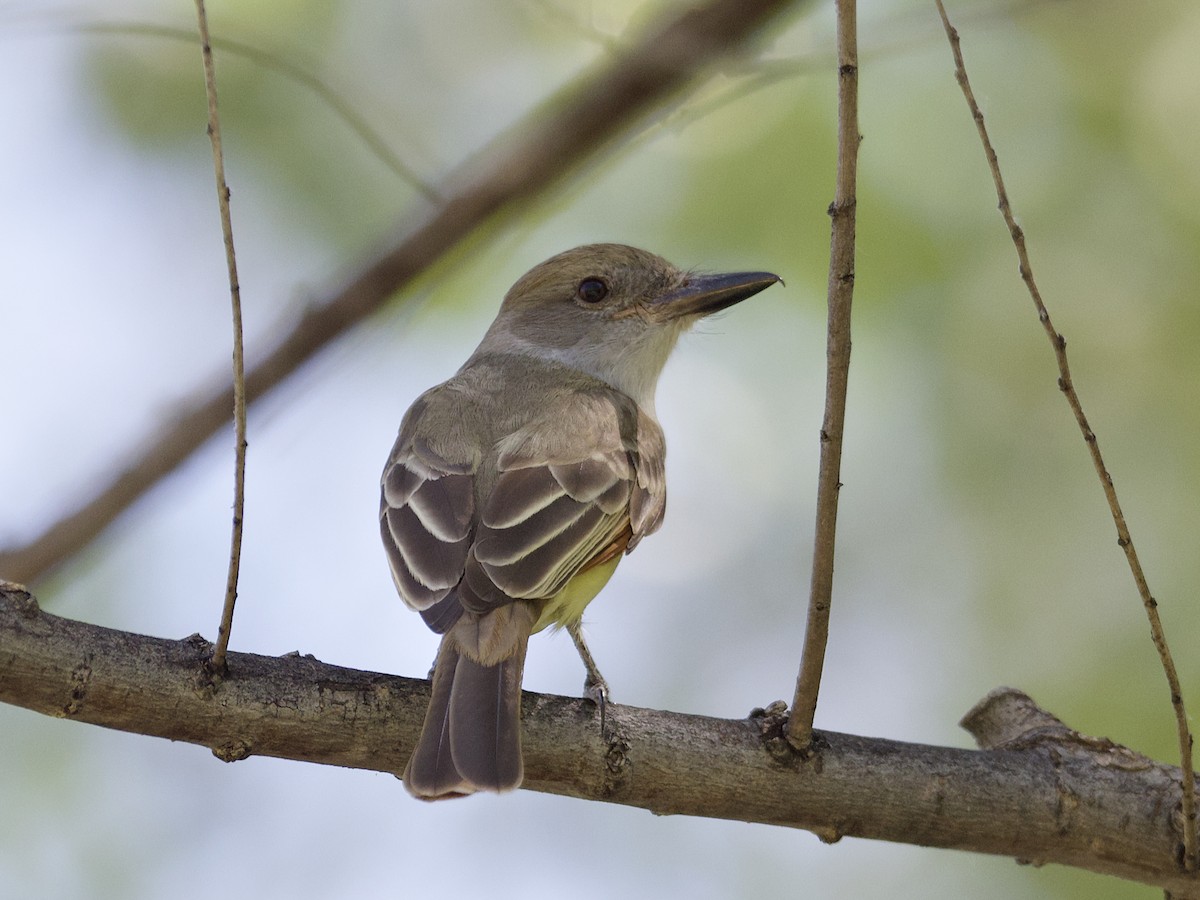 Brown-crested Flycatcher - ML620198955