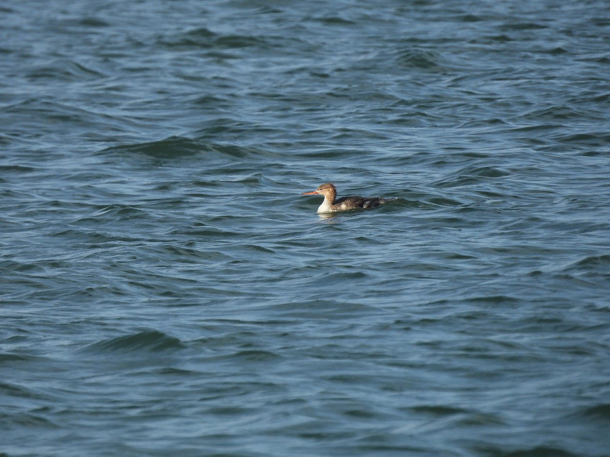 Red-breasted Merganser - ML620198959