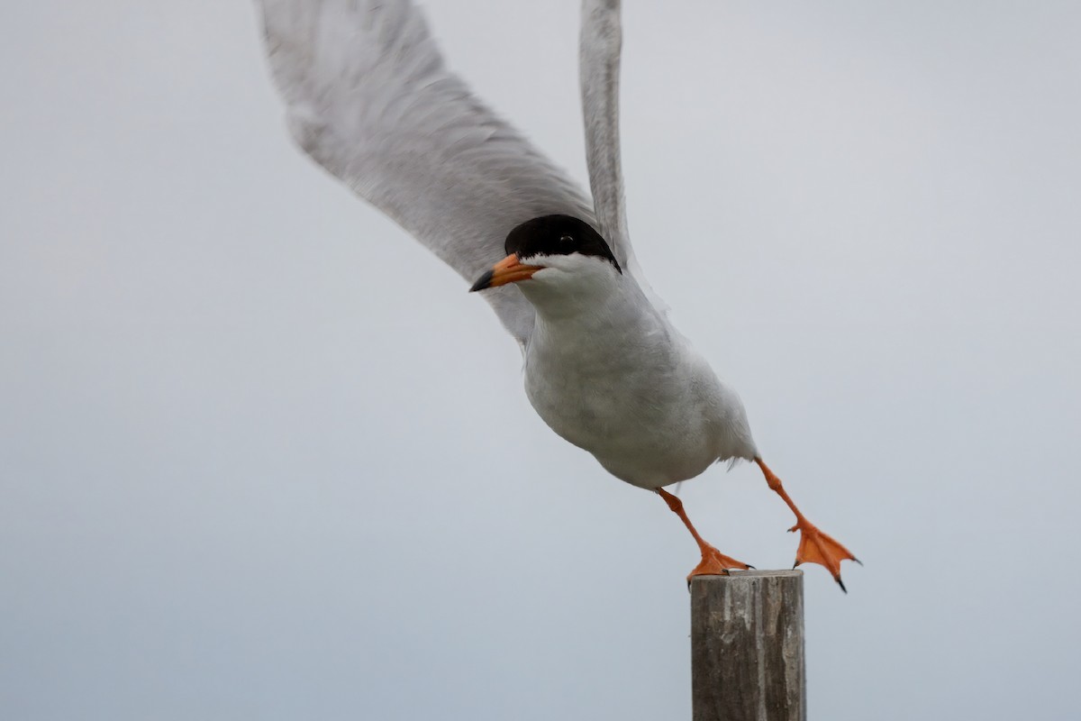 Forster's Tern - ML620198962