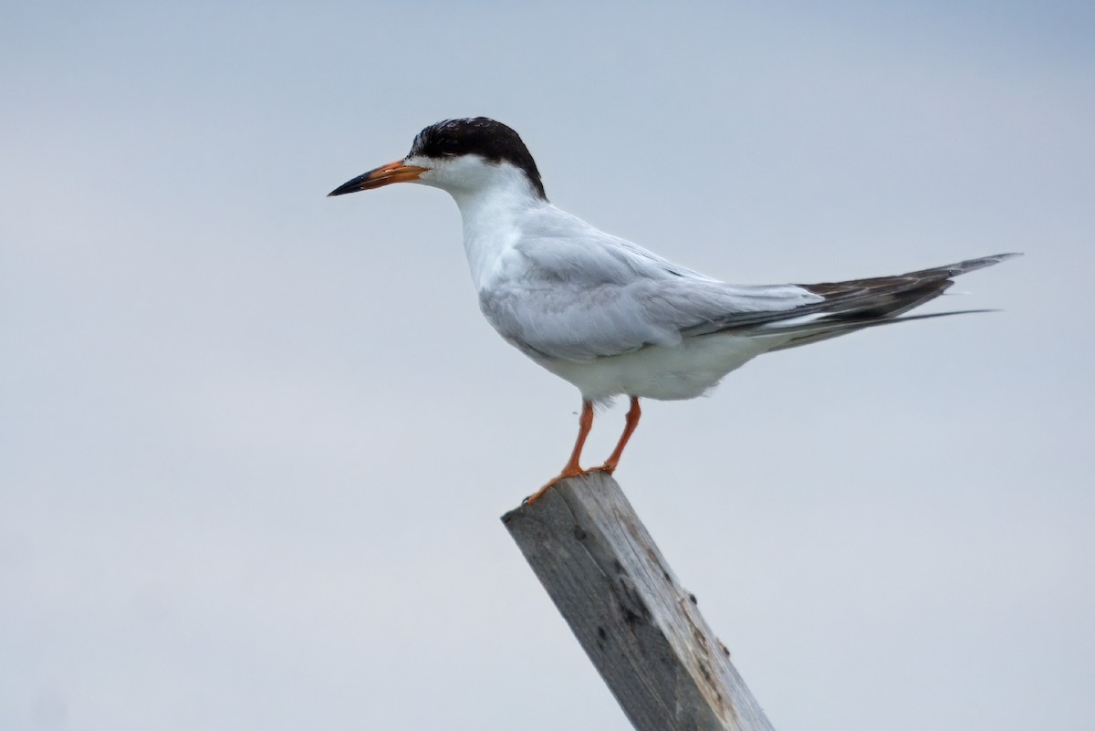 Forster's Tern - ML620198963