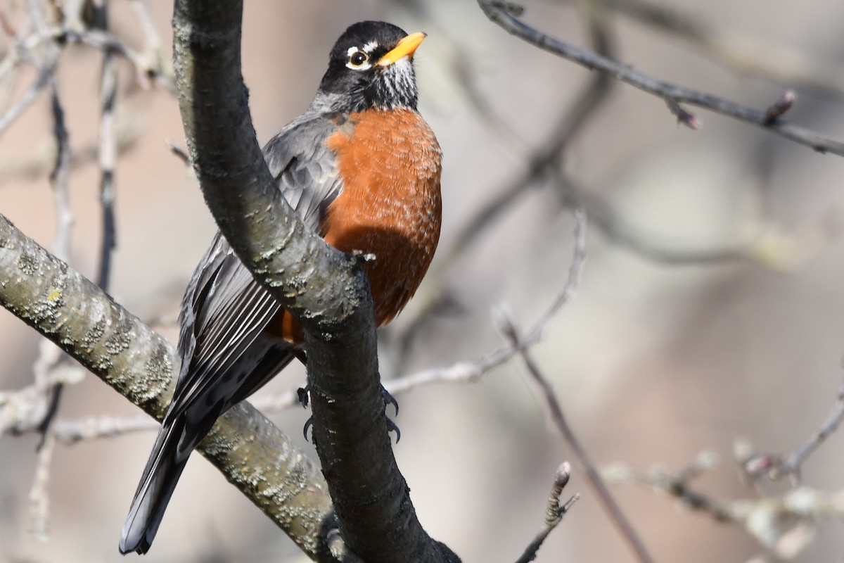 American Robin - ML620198965