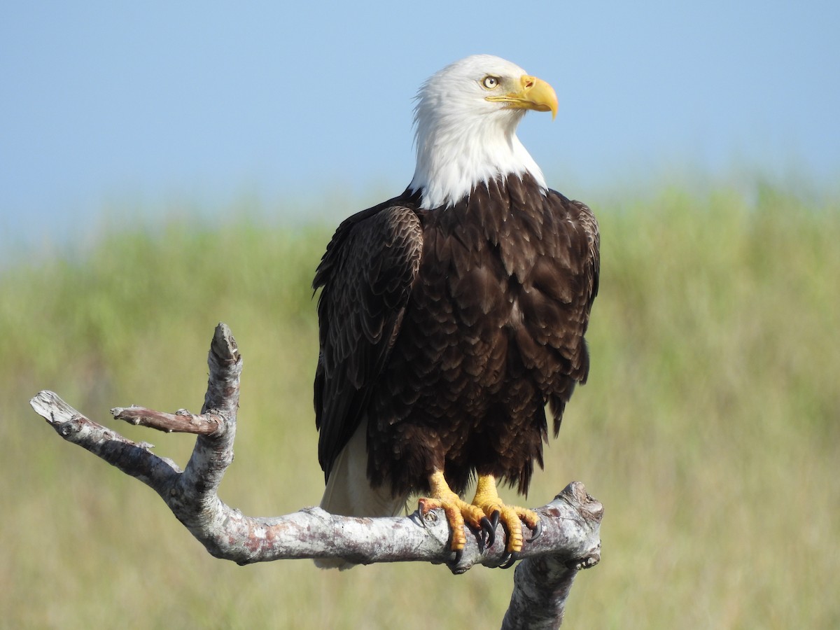 Weißkopf-Seeadler - ML620198967