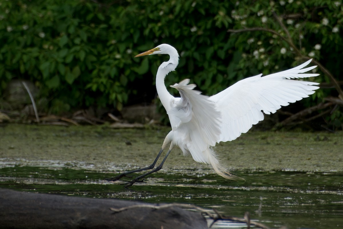 Great Egret - ML620198968