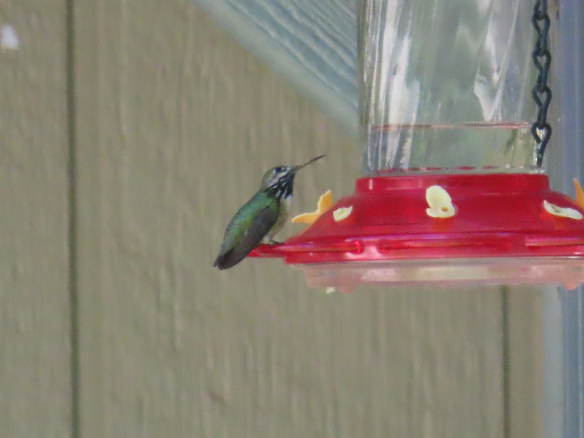Calliope Hummingbird - ML620198977