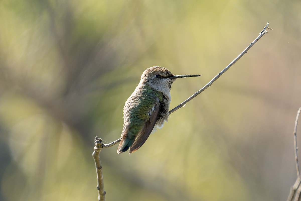 Anna's Hummingbird - ML620198979