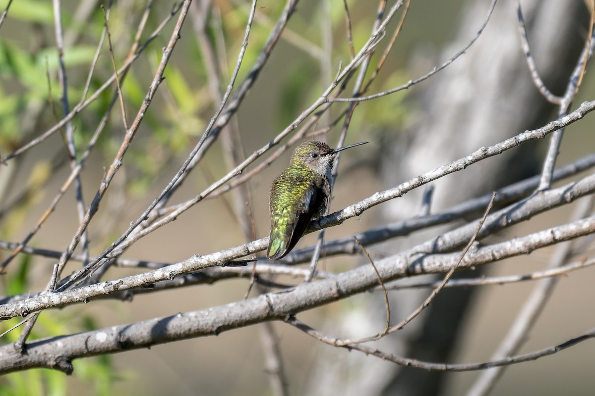 Anna's Hummingbird - ML620198980