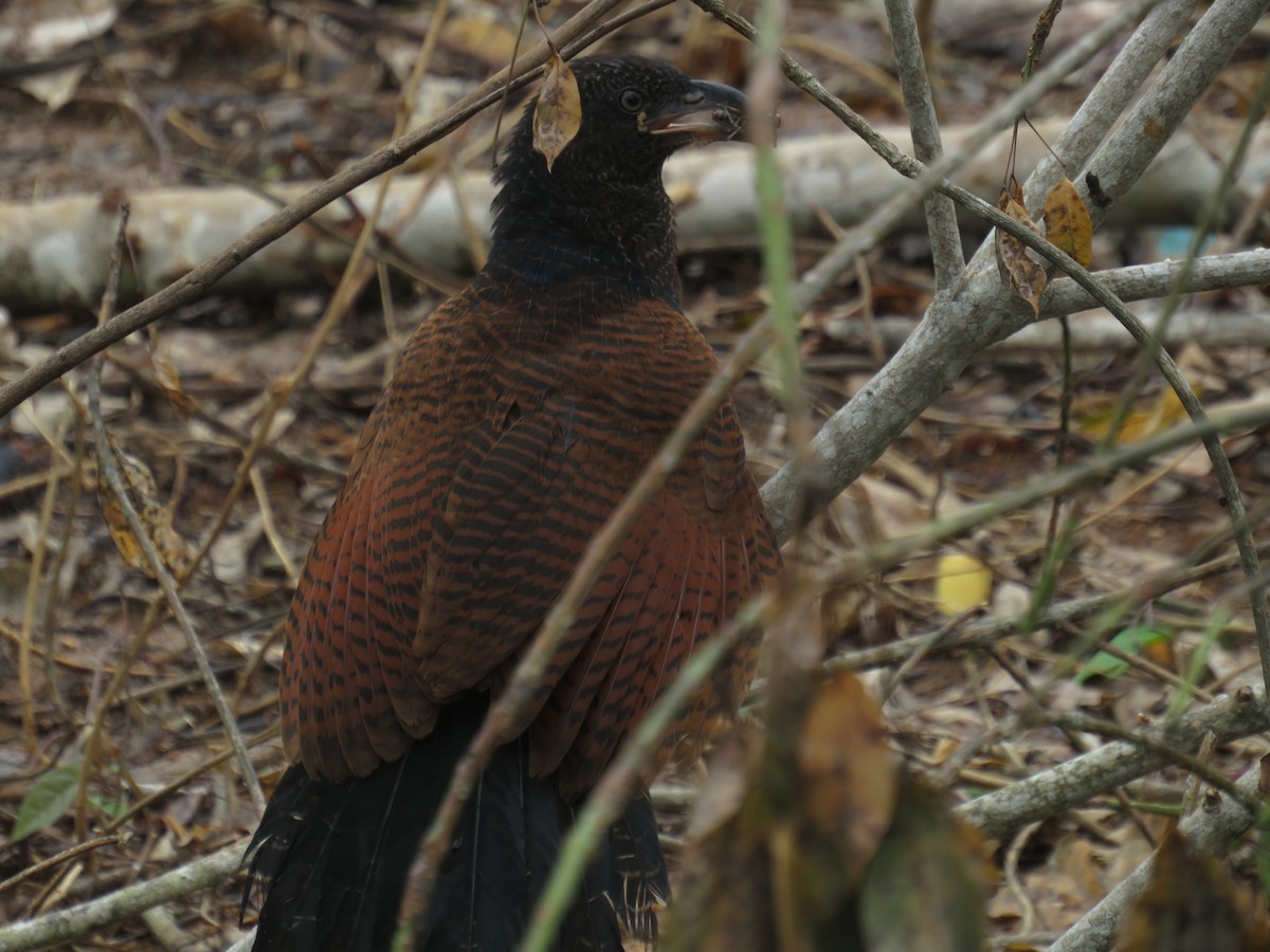 Greater Coucal - ML620198994