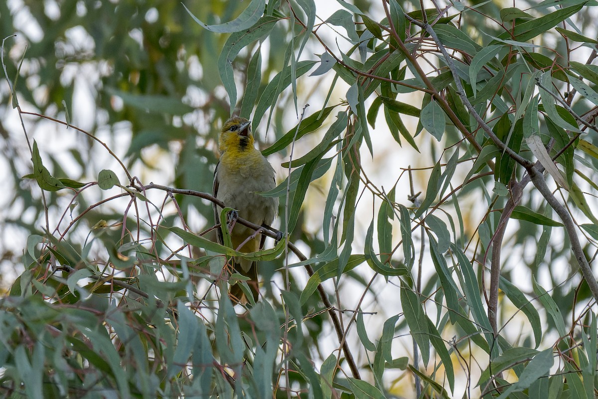 Bullock's Oriole - ML620198995