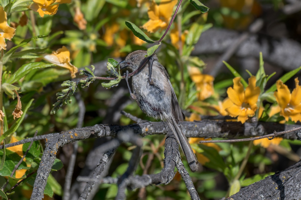 Bushtit - ML620198996