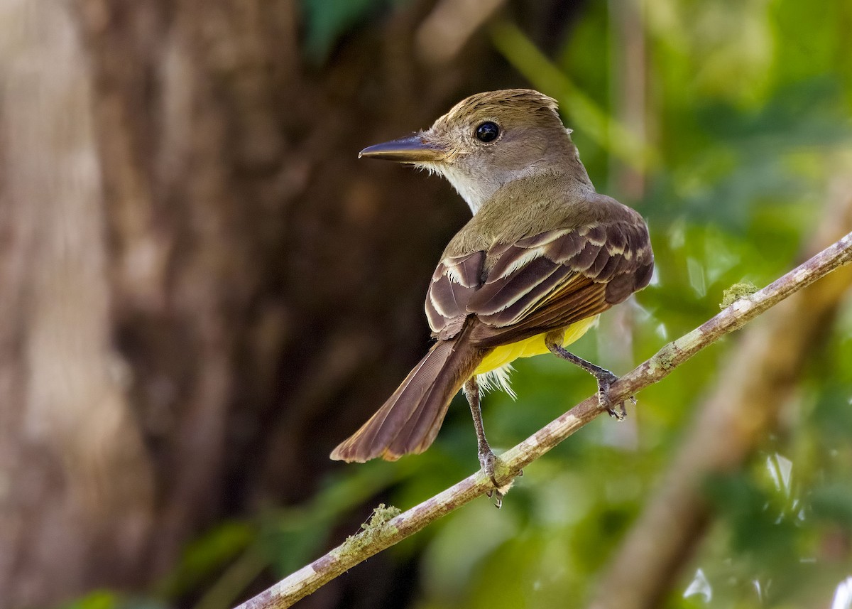 Great Crested Flycatcher - ML620199000