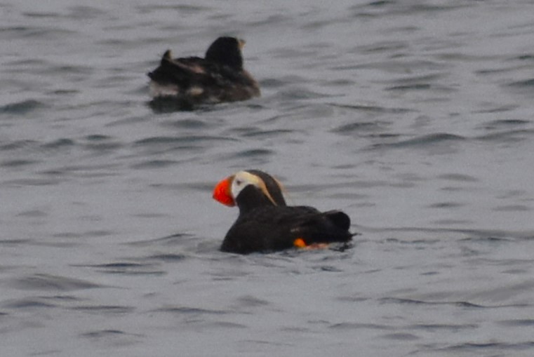 Tufted Puffin - ML620199001