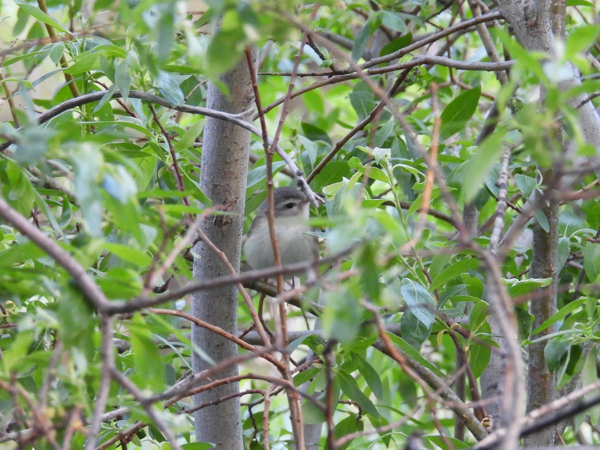 Warbling Vireo - ML620199008