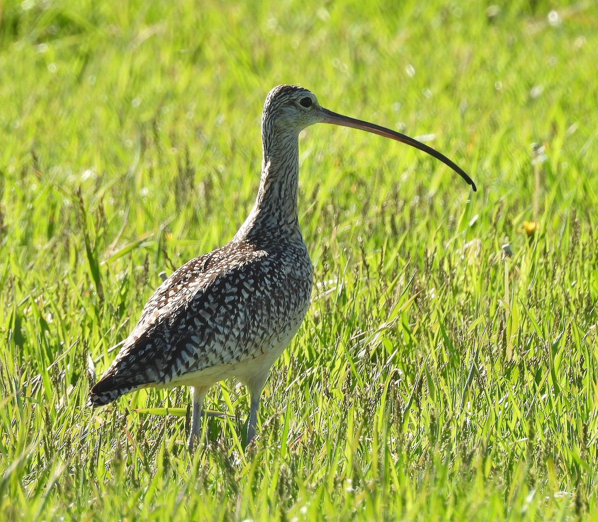 Long-billed Curlew - ML620199016