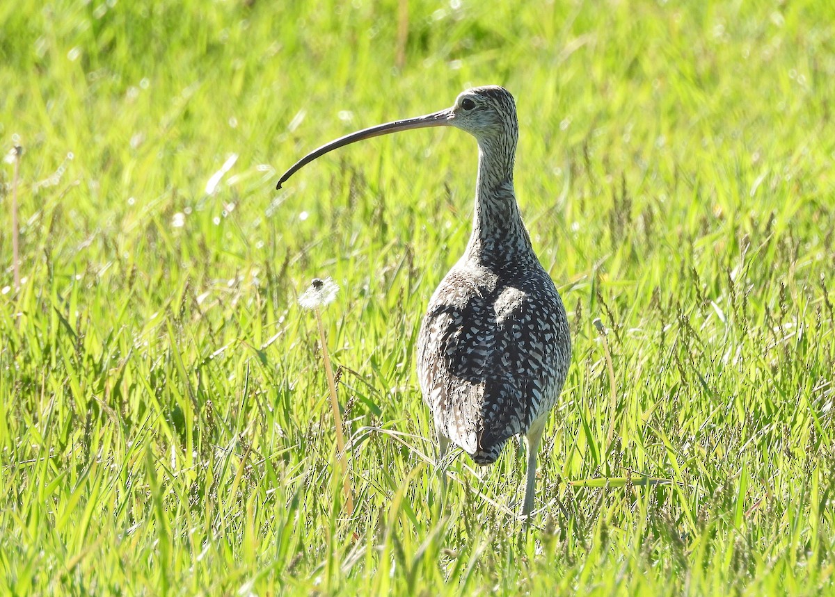 Long-billed Curlew - ML620199017