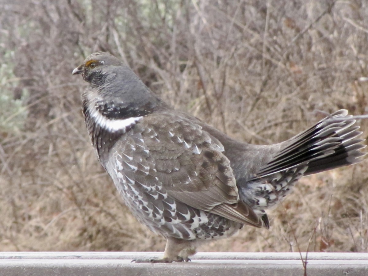 Dusky Grouse - ML620199018