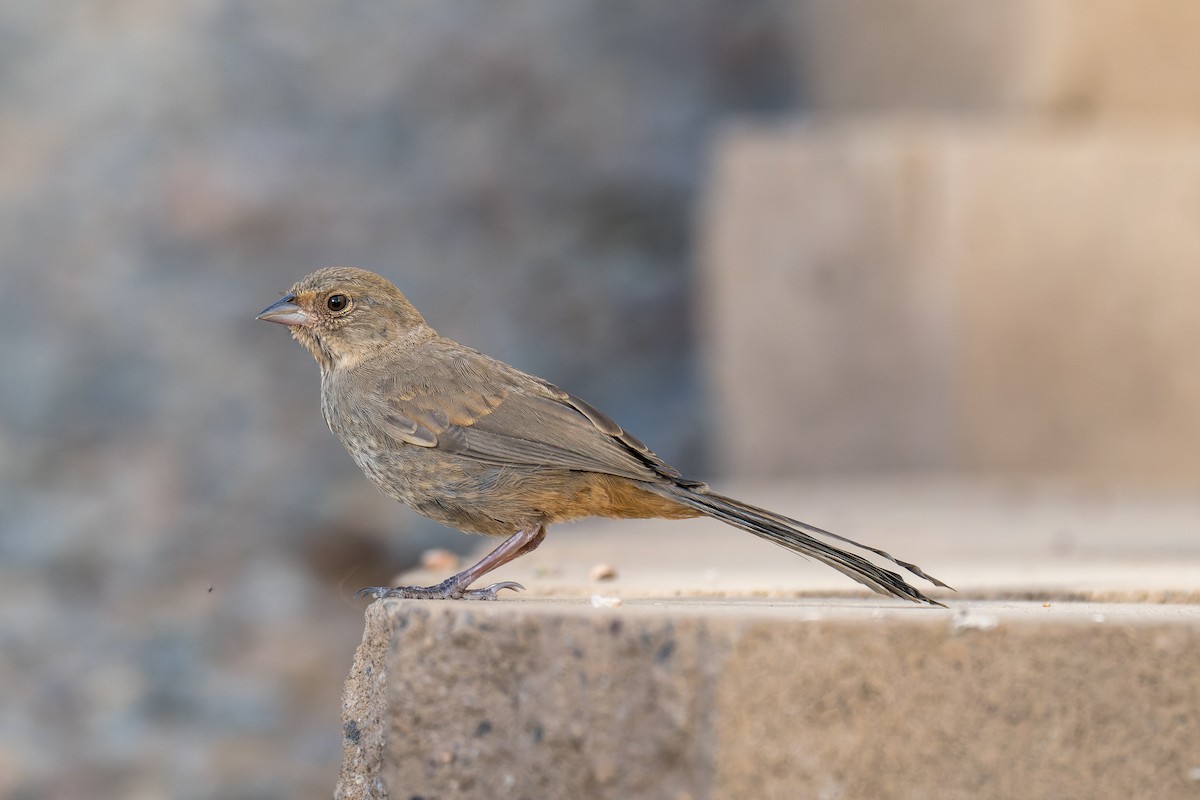 California Towhee - ML620199020