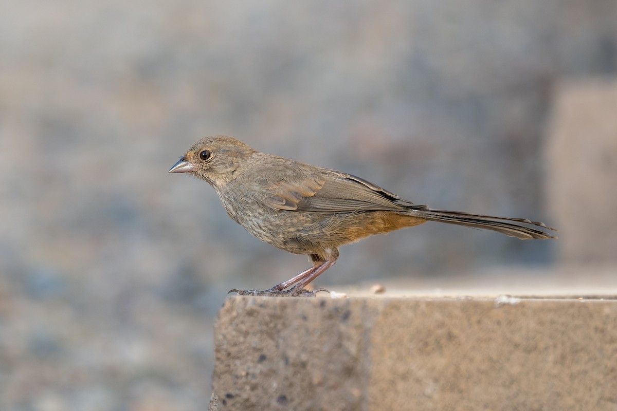 California Towhee - ML620199021