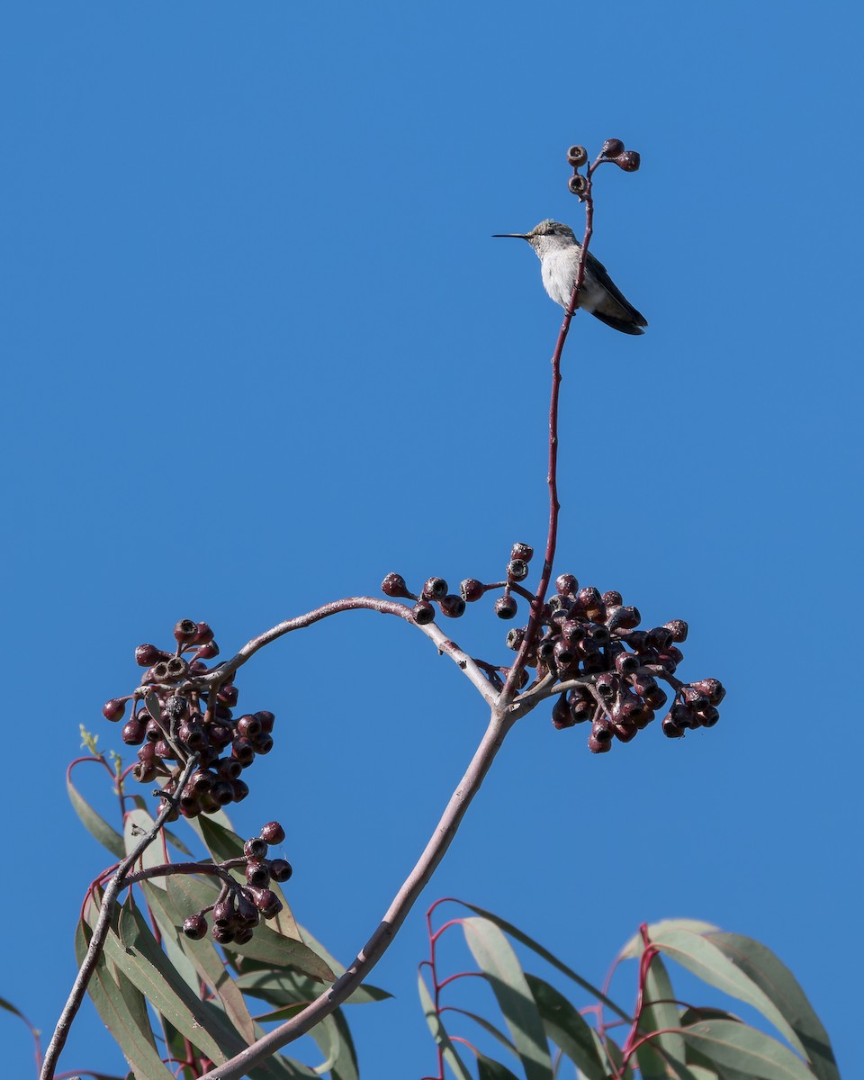 Costa's Hummingbird - ML620199026