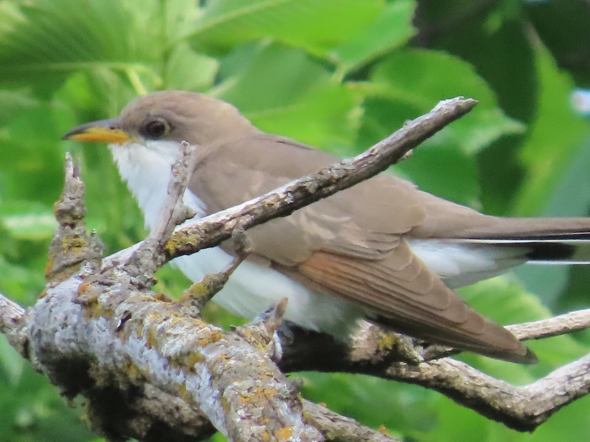 Yellow-billed Cuckoo - ML620199029