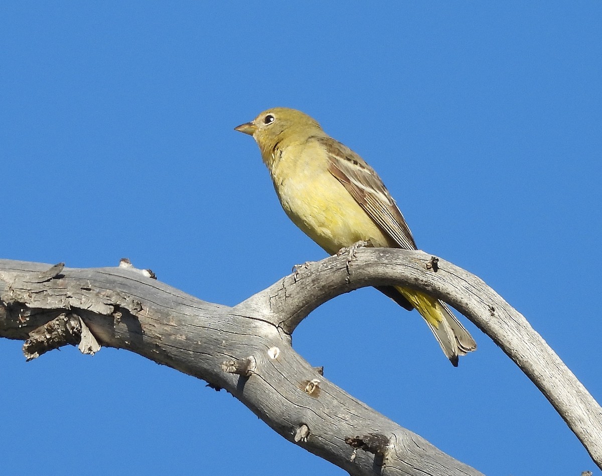 Western Tanager - ML620199031