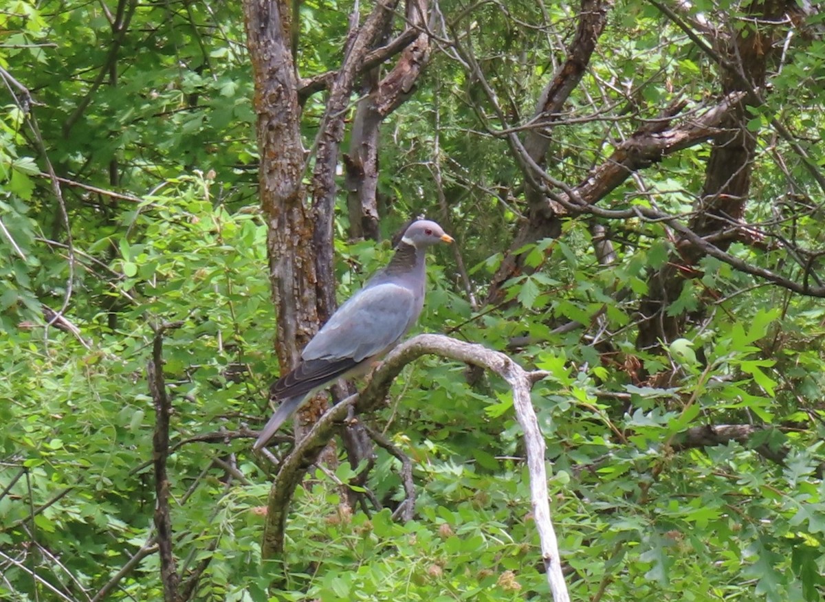Band-tailed Pigeon - ML620199033