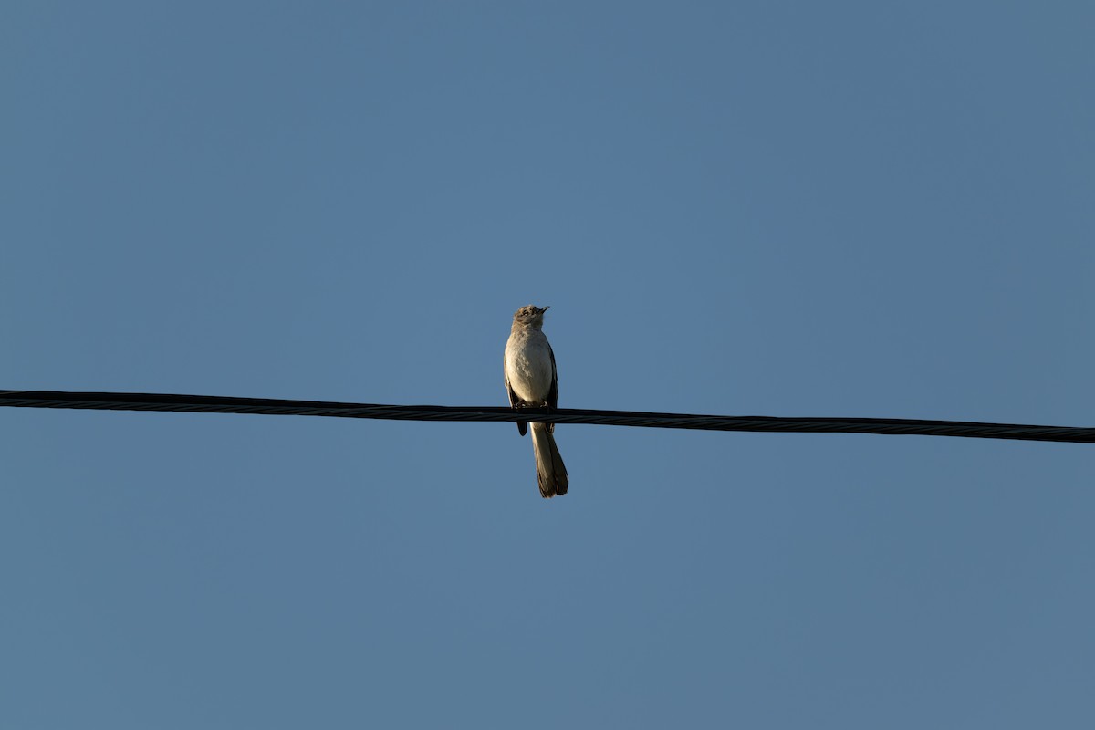 Northern Mockingbird - ML620199039