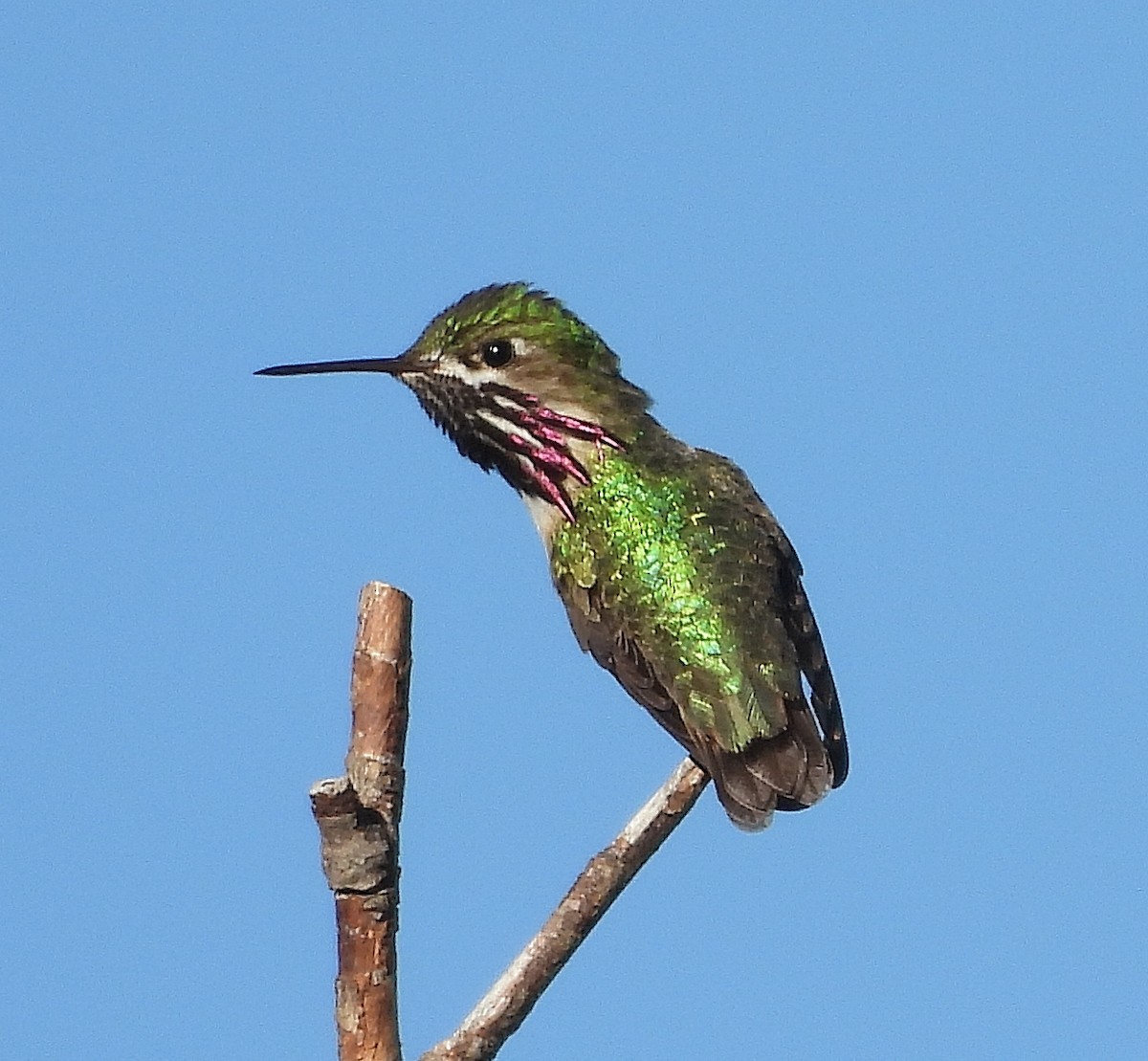 Calliope Hummingbird - ML620199040