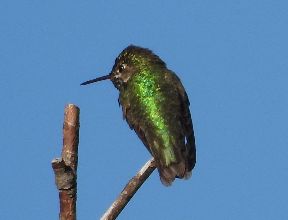 Calliope Hummingbird - ML620199041