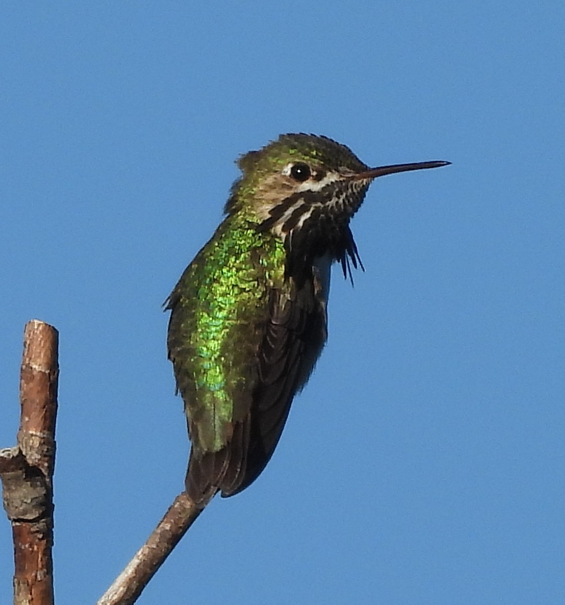 Calliope Hummingbird - ML620199042