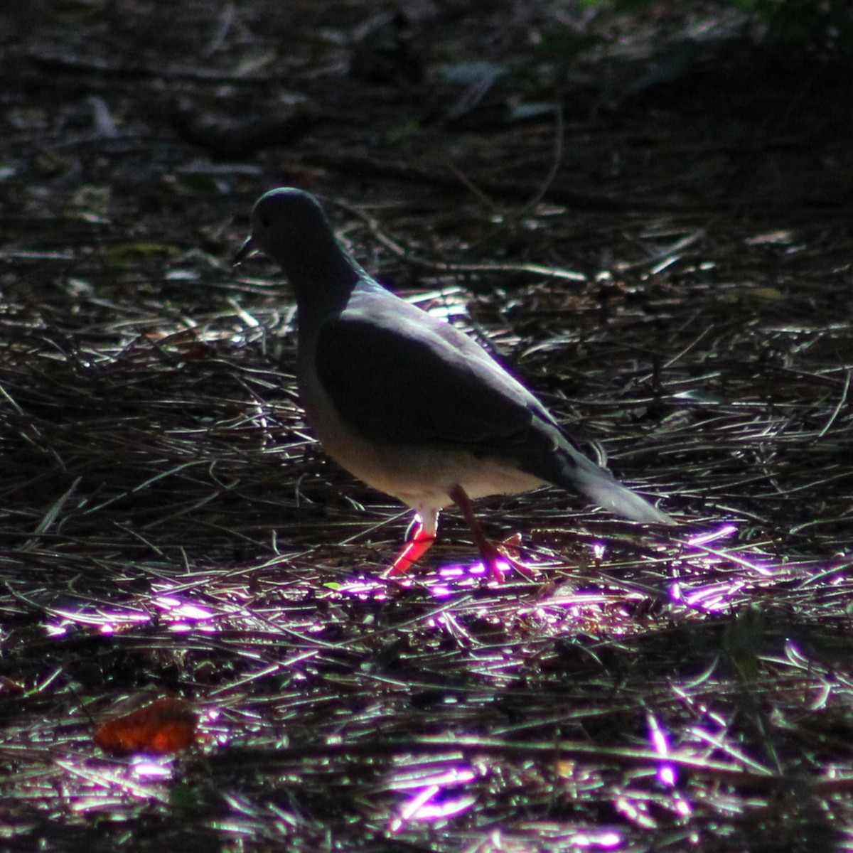 White-tipped Dove - ML620199043