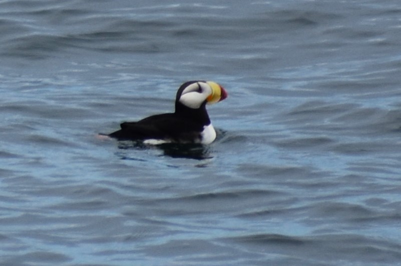 Horned Puffin - ML620199052