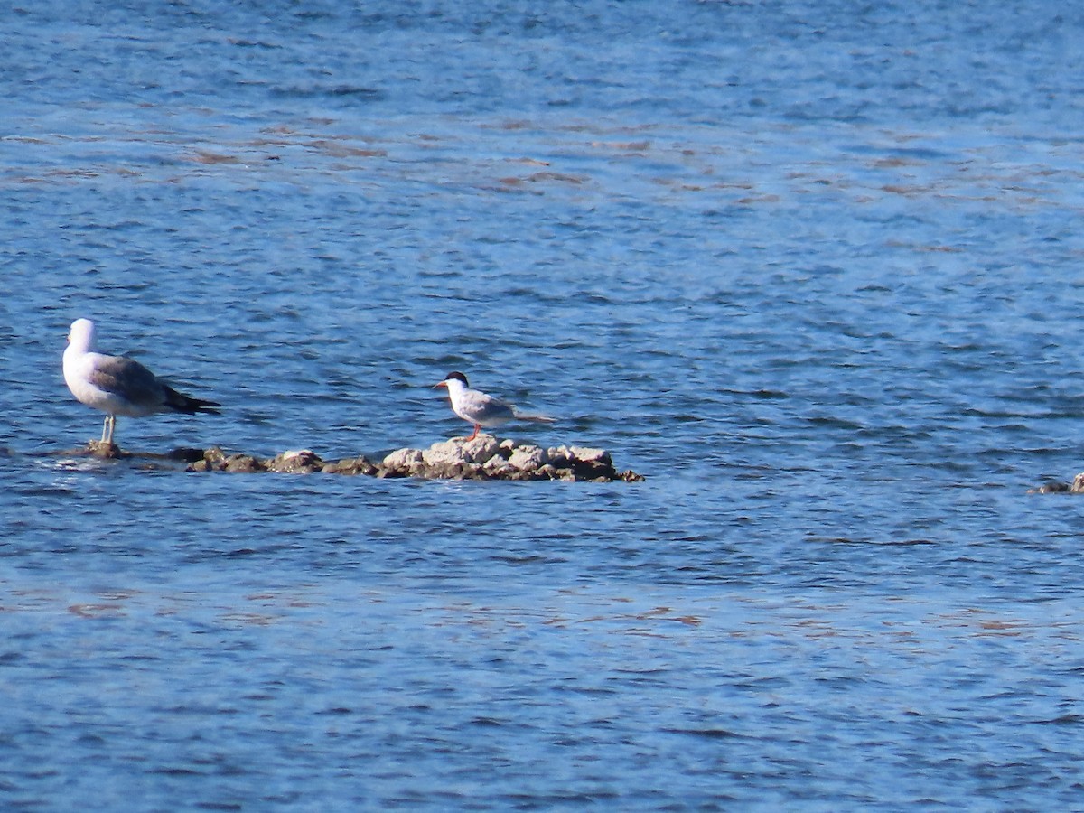 Forster's Tern - ML620199053