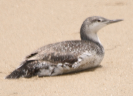 Red-throated Loon - ML620199057