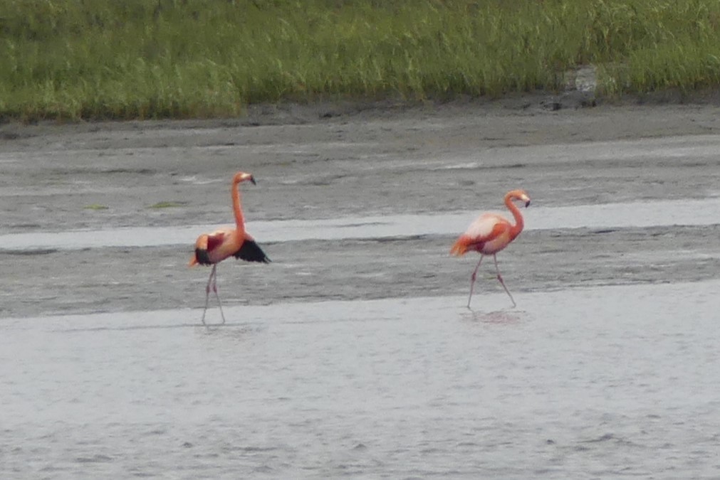 Amerika Flamingosu - ML620199064