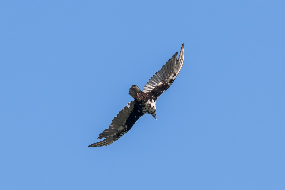 Turkey Vulture - ML620199065
