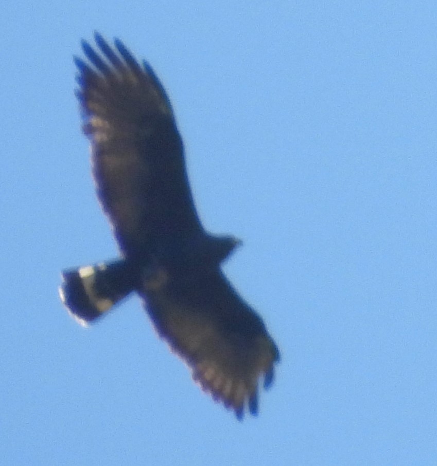 Zone-tailed Hawk - ML620199067