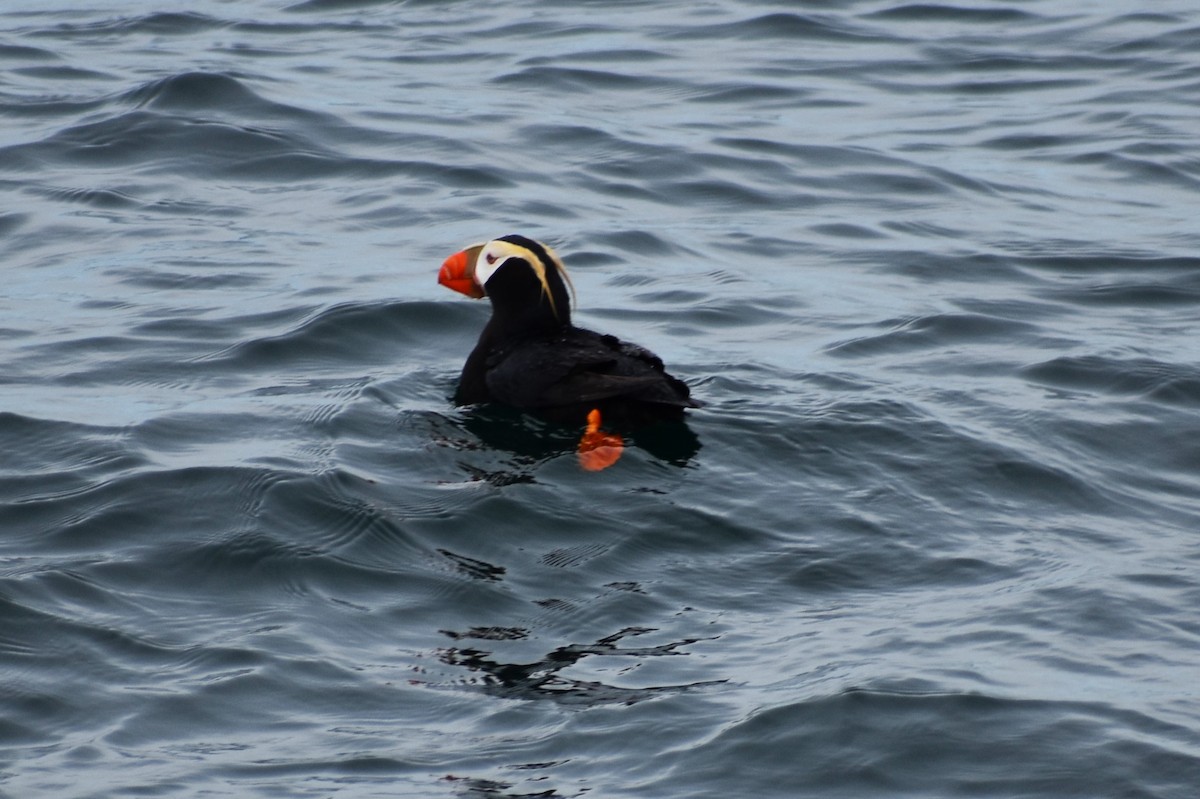 Tufted Puffin - ML620199078