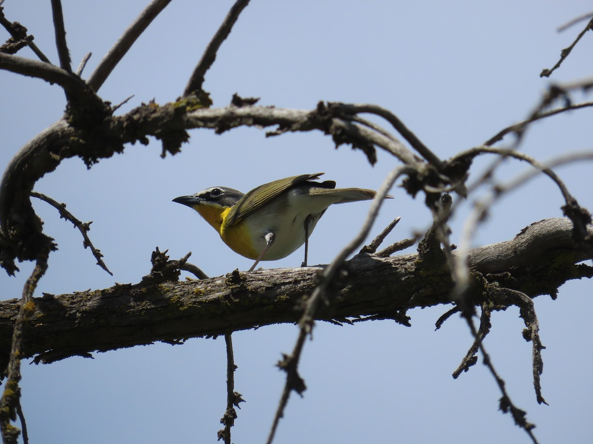 Yellow-breasted Chat - ML620199083