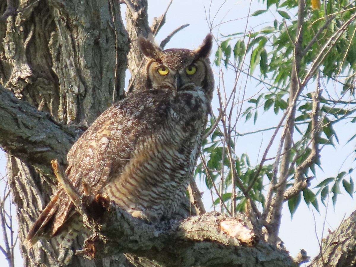 Great Horned Owl - ML620199094