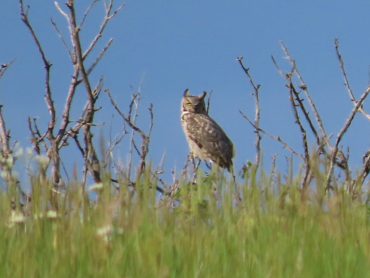 Great Horned Owl - ML620199095
