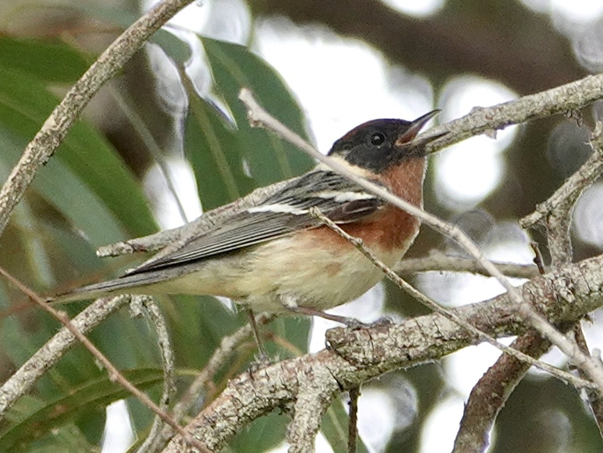 Bay-breasted Warbler - ML620199099