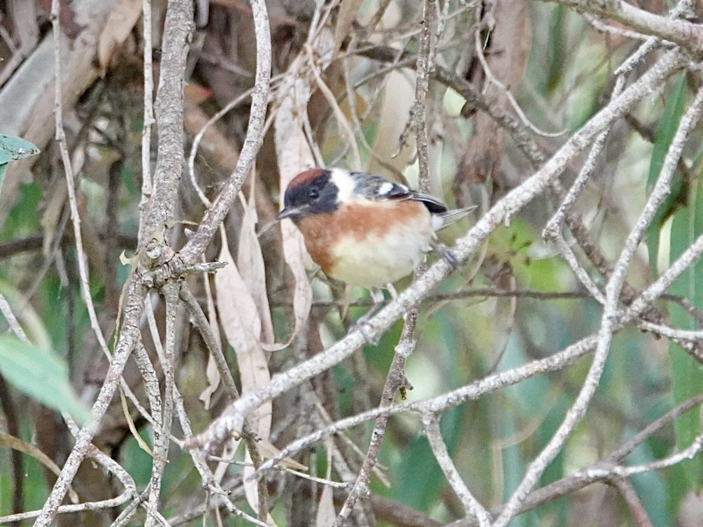 Bay-breasted Warbler - ML620199100