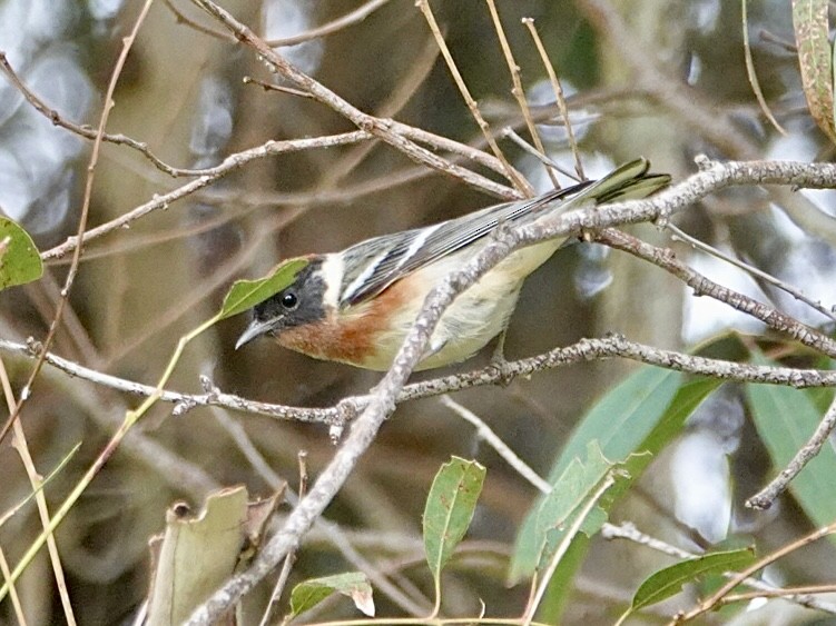 Bay-breasted Warbler - ML620199101
