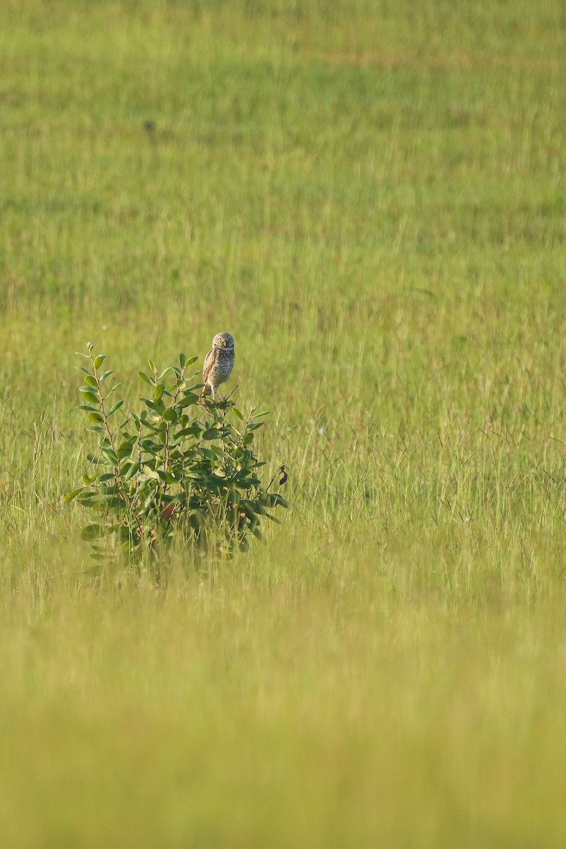 Burrowing Owl - ML620199107