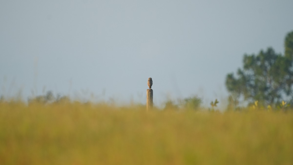 Burrowing Owl - ML620199110