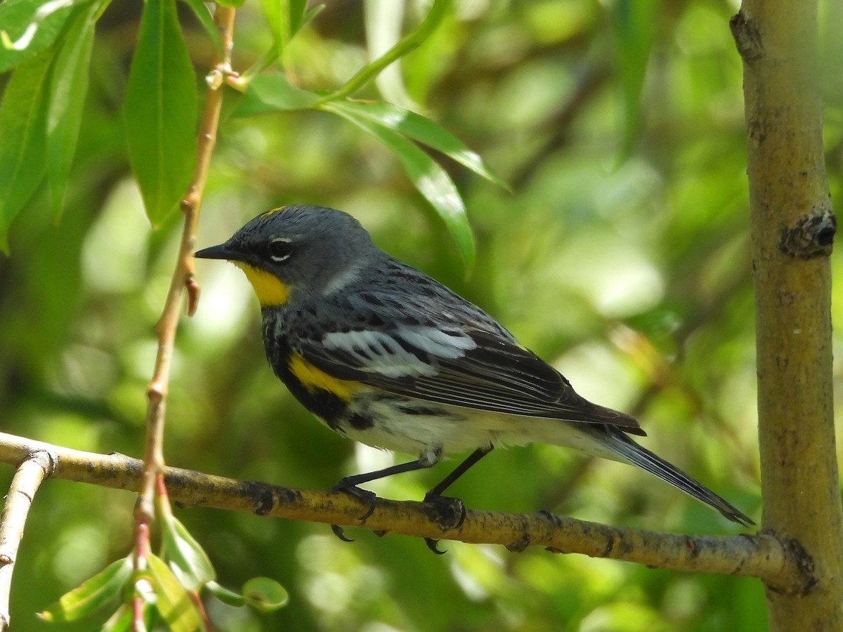 Yellow-rumped Warbler (Audubon's) - Pat Grantham