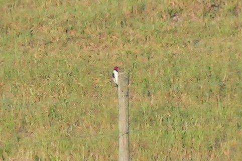 Red-headed Woodpecker - ML620199120