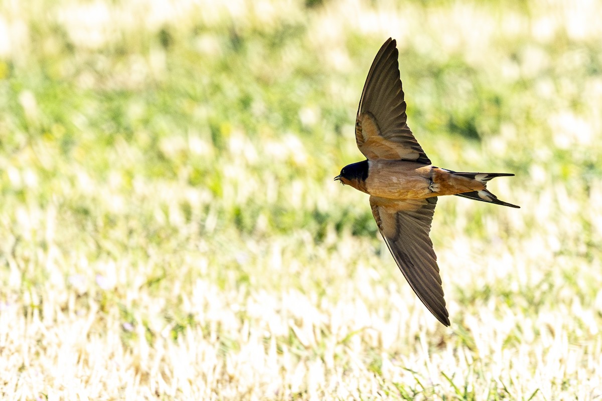 Barn Swallow - ML620199122