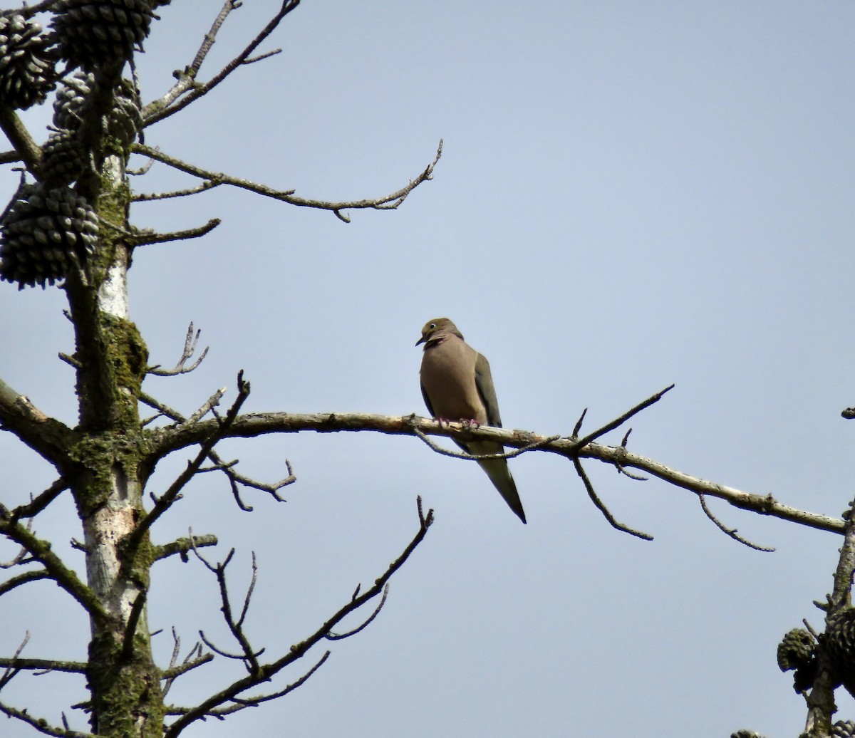 Mourning Dove - ML620199132