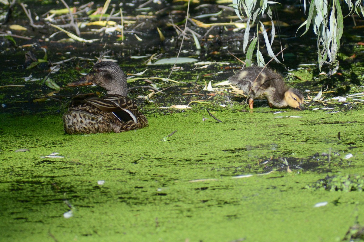 Canard colvert - ML620199140